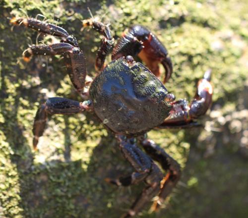 Pachygrapsus marmoratus